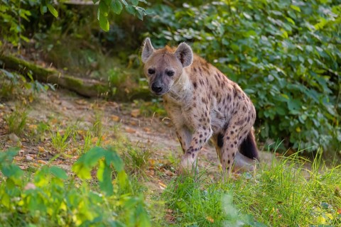 One adult male spotted hyena (Crocuta crocuta), or laughing hyena stands on a meadow