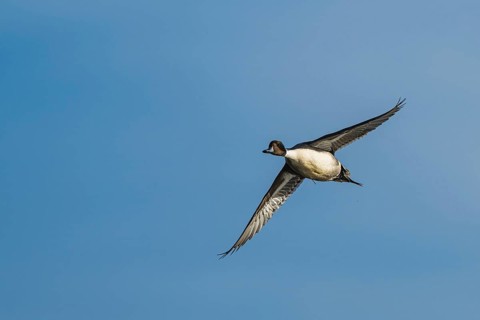 Northern Pintail, Anas acuta, male in flight over winter marshes