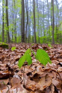 European beech, common beech (Fagus sylvatica) new shoot, seedling emerging from the forest floor