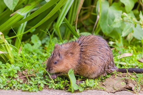 A young muskrat (Ondatra zibethicus) sits in a meadow, eating grass