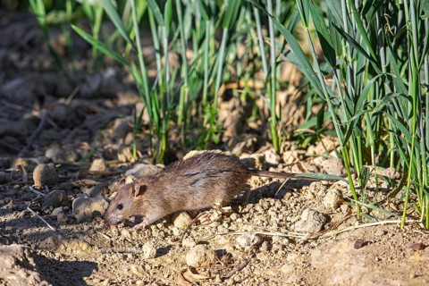Brown rat, common rat, Norwegian rat, Norway rat (Rattus norvegicus) foraging in field in summer