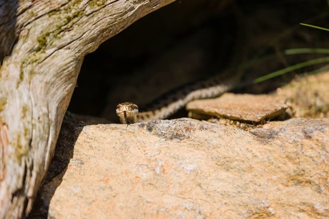 One Vipera berus, the common European adder or common European viper, creeps over moss and rocks