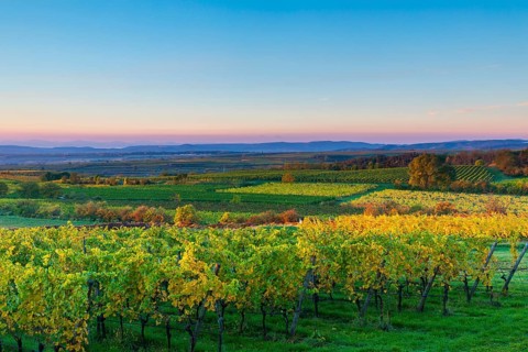 Vineyards near Langenlois, Lower Austria, Austria, Europe