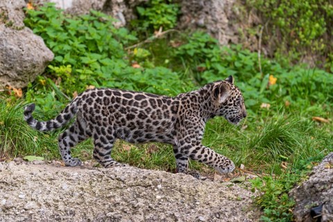 One male jaguar baby (Panthera onca), 10 weeks old, walking over a hilly meadow with some