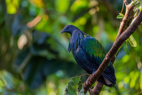 Nicobar Pigeon, Caloenas nicobarica, Nicobar Islands sits on a twig in a forest
