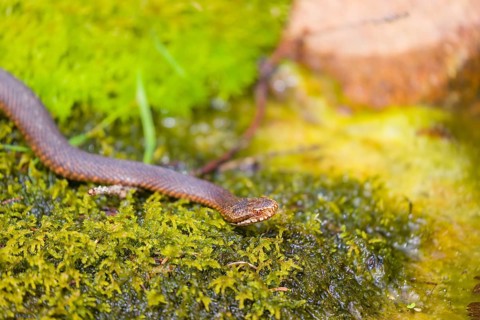 One Vipera berus, the common European adder or common European viper, creeps over moss and rocks