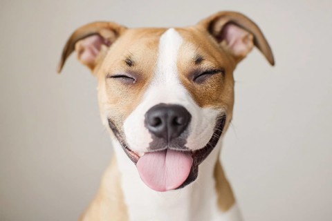 Face of dog with closed eyes sticking out tongue on gray background. Generative Ai, AI generated
