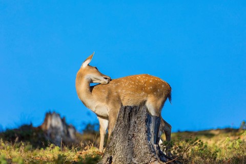 One female Manchurian sika deer or Dybowski's sika deer (Cervus nippon mantchuricus or Cervus