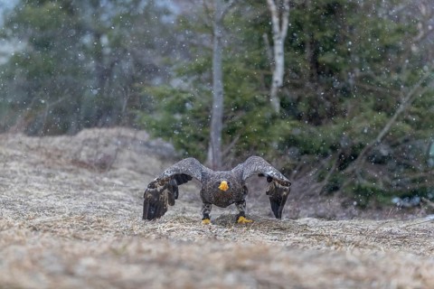 One young Steller's sea eagle (Haliaeetus pelagicus) lifting off of the ground. Controlled