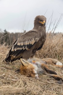 One steppe eagle, Aquila nipalensis, feeding on a carcass of a red fox. Trees and grass in the