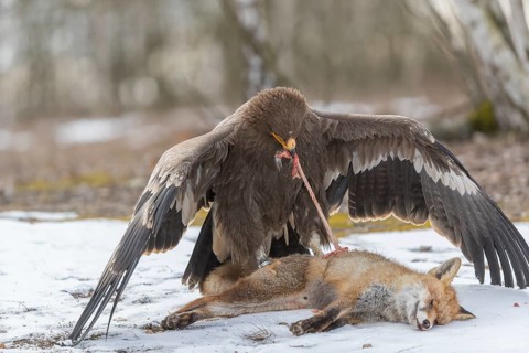 One steppe eagle, Aquila nipalensis, feeding on a carcass of a red fox. Trees in the background