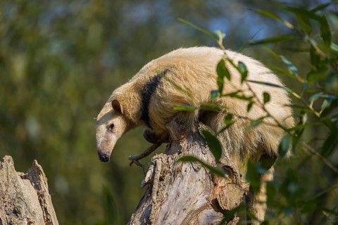 One southern tamandua (Tamandua tetradactyla), sitting on the top of a broken/cut tree in a forest