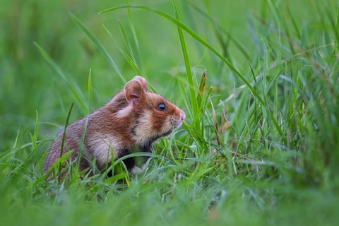 Field hamster (Cricetus cricetus) European hamster, rodent, crepuscular and nocturnal territorial