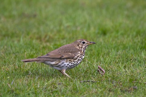Song thrush (Turdus philomelos) eating earthworm on lawn in garden, Germany, Europe