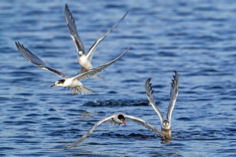 Juvenile and adult common terns (Sterna hirundo) in breeding plumage flying over water, fishing