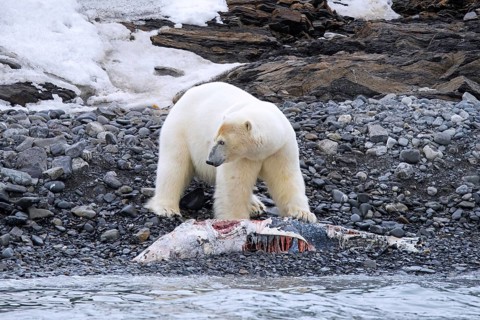 Solitary polar bear (Ursus maritimus) eating from beached dolphin carcass along the Svalbard coast