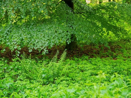 Beech Tree (Fagus slyvatica), in woodland surrounded by fresh undergrowth greenery in springtime,