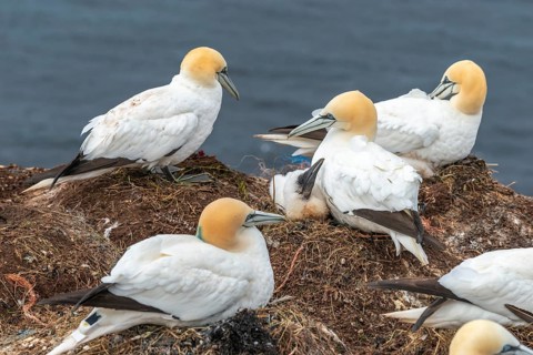 Northern gannets (Morus bassanus) with young on their nests on the cliff edge, offshore island of