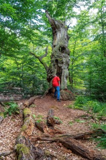 The Sababurg primeval forest, or primeval forest in the Reinhardswald, is a 95-hectare biotope