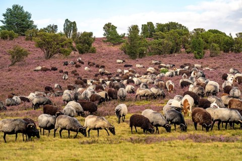 Heidschnucken herd, in the Lüneburg Heath, near Niederhaverbeck, heather blossom of the broom