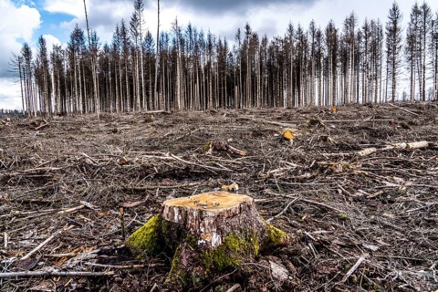 Cleared forest in the Arnsberg Forest near Warstein-Sichtigvor, Soest district, site of a spruce