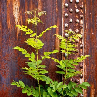 Green plant in front of rusty steel, industrial nature in the disused Hansa coking plant, Dortmumd,