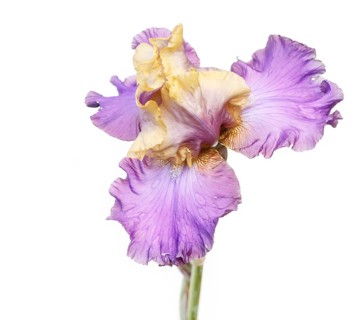 Beautiful multicolored iris flower isolated in white. Close up