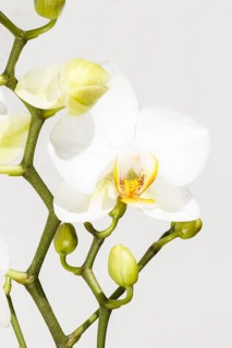 Beautiful orchids of different colors on white and grey background. Phalaenopsis hybrids. Close up