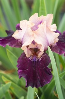 Beautiful multicolored iris flower bloom in the garden. Close up, fragility and summer concept