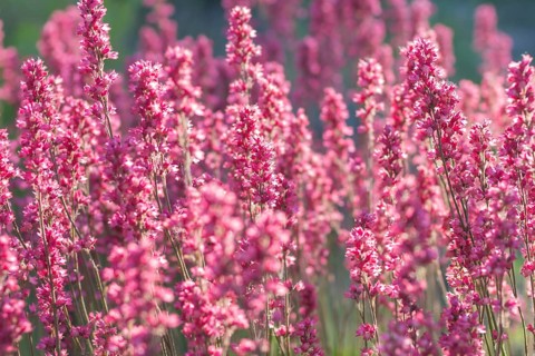 Blooming purple heuchera in the garden