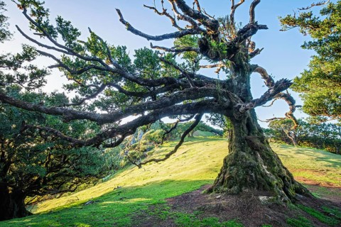 Centuries-old til trees in fantastic magical idyllic Fanal Laurisilva forest on sunrise. Madeira