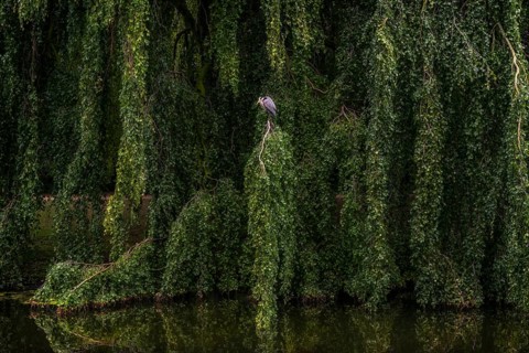 Green weeping beech (Fagus sylvatica), weeping beech with grey heron (Ardea cinerea), park, river,