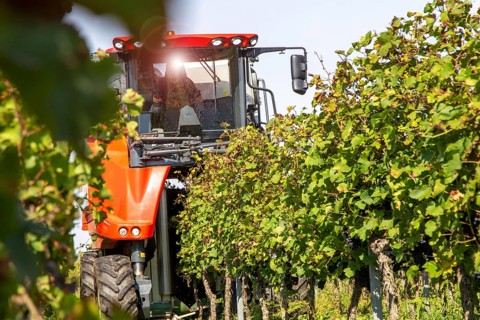 Harvest of Sankt Laurent red wine grapes in the Palatinate