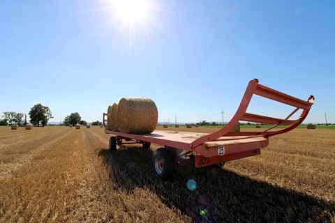 Straw pressed into round bales on a harvested wheat field, loaded onto the trailer for transport