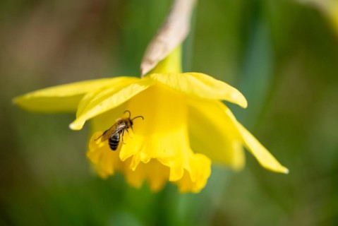 A bee collects pollen on the yellow flower of a daffodil, Germany, Europe
