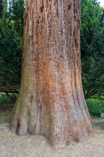 Sequoia (Sequoioideae), tree trunk, bark, nature, tree, plant, old, Piesberg, Osnabrück, Germany,