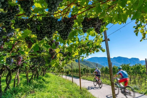 Cycle path through the wine-growing areas in South Tyrol, near Kaltern on the wine route, shortly