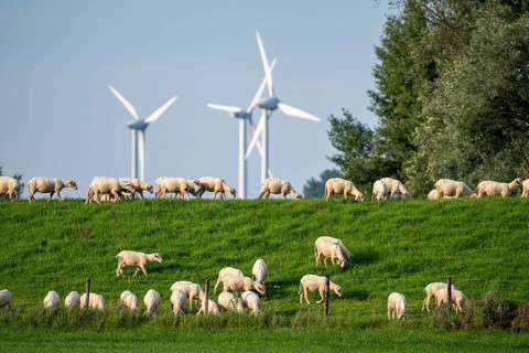 Flock of sheep on a Rhine dyke, left bank of the Rhine, near Emmerich, wind farm, Lower Rhine,