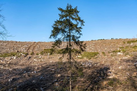Cleared forest area north of the village of Hirschberg, Soest district, dead spruce stands were