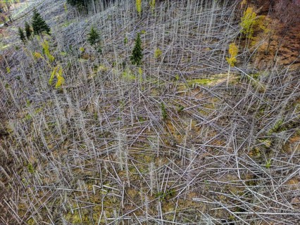 Dead spruce trees, broken by wind, lying wildly in disarray, forest dieback in the Arnsberg Forest