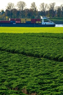 Kale field, growing area in the south of Düsseldorf, Volmerswerth district, cargo ship on the