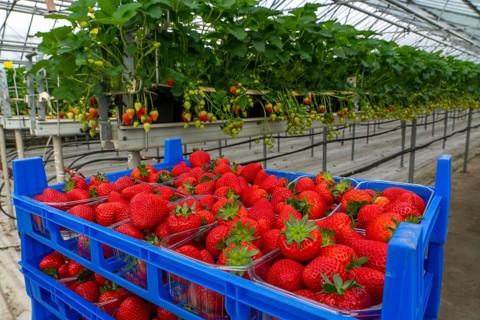 Freshly harvested strawberries, packed in boxes and crates for the consumer, strawberry cultivation