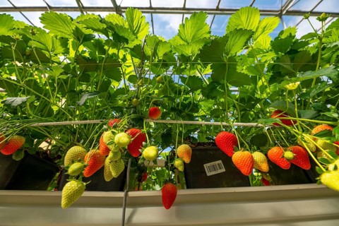 Strawberry cultivation in a greenhouse, young strawberry plants are growing, at different stages of