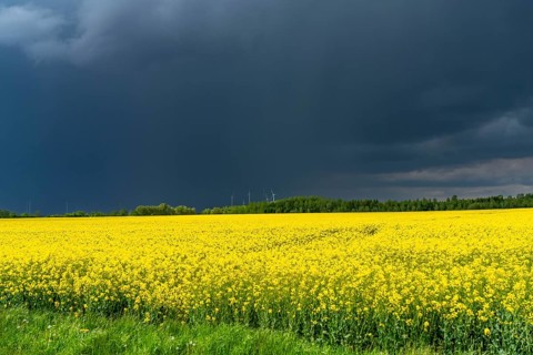 Thunderclouds over the Rhenish lignite mining area, rape field, North Rhine-Westphalia, Germany,