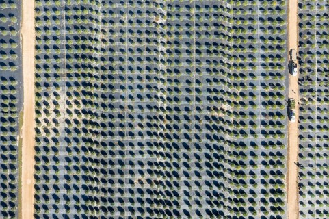 Paw Paw, Michigan, Grasshopper Farms, a large outdoor cannabis grower in west Michigan