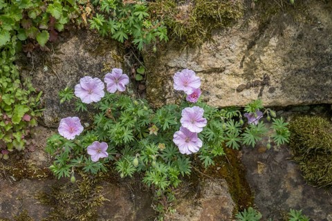 Blood cranesbill, pink, North Rhine-Westphalia, Germany, Europe