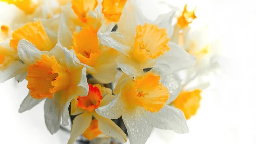 Spring wallpaper, daffodil flowers close-up, toned photo, blurred focus, horizontal, no people
