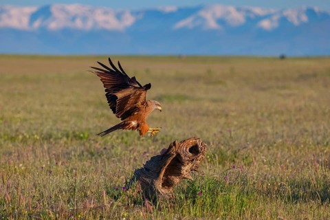 Black kite (Milvus migrans), perching station, Hides De Calera / Steppe Raptors, Nussloch, Castilla