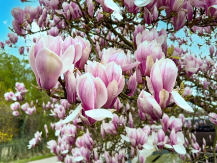 Pink pink pink pink flowers of chinese magnolia (Magnolia x soulangeana) Cross between Chinese