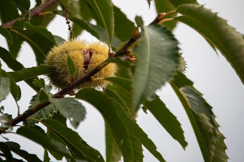Sweet chestnut growing in a garden, Plau am See, Mecklenburg-Vorpommern, Germany, Europe